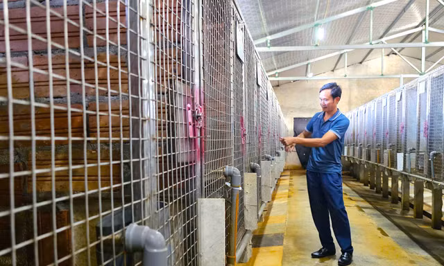 Nuôi con đặc sản mở hướng phát triển kinh tế cho người dân