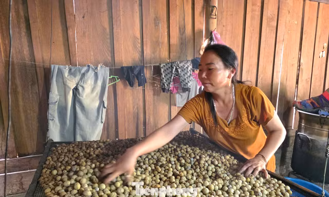 'Lộc rừng' giúp người dân miền núi từng bước thoát nghèo