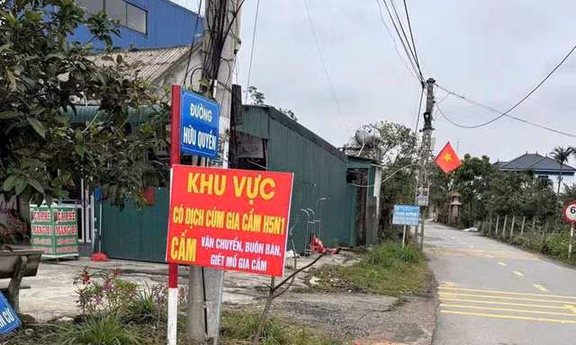 Hà Tĩnh tiêu hủy gần 1.000 gia cầm nhiễm cúm H5N1, siết chặt ngăn lây sang người