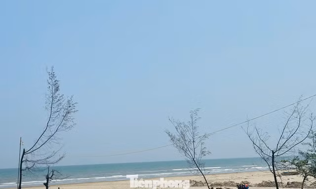 Cứu rừng phòng hộ ven biển sau bão
