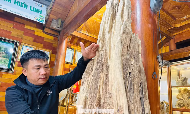 Khối gỗ trầm hương cổ thụ quý hiếm được trả giá nửa tỷ đồng ở Hà Tĩnh