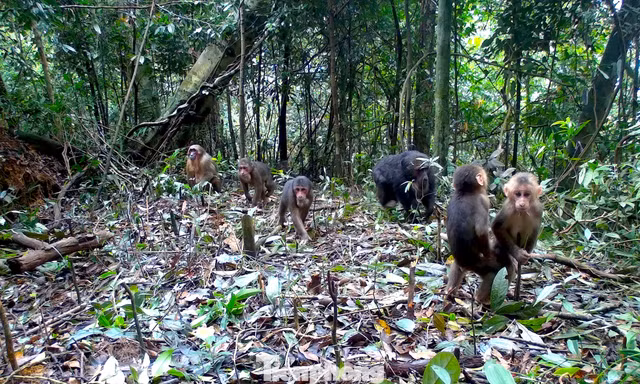 'Báu vật' hoang dã giữa đại ngàn Vườn quốc gia Pù Mát