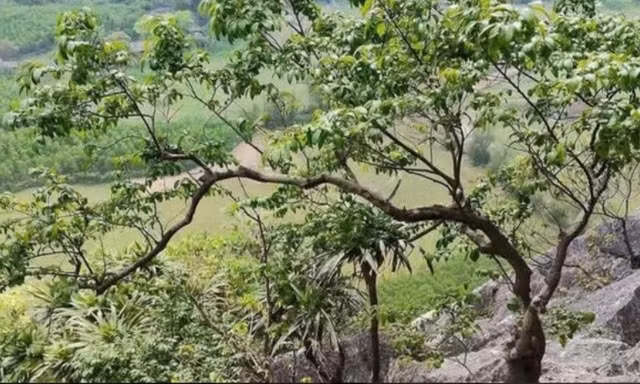 'Cơn sốt' cây muội hồng làm tăng việc khai thác, mua bán trái phép 