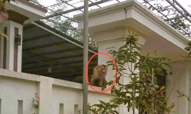'Ngộ Không' đại náo khu dân cư ở Thanh Hóa, tấn công phụ nữ