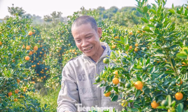 Nụ cười của người dân ở thủ phủ hoa, quất cảnh cận Tết