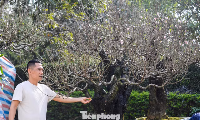 Đào ‘khủng’ xuống phố, có gốc giá thuê đến cả trăm triệu đồng