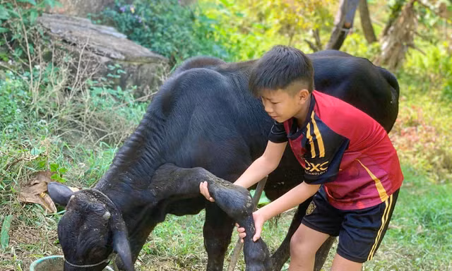 Độc lạ con bò đực có 6 chân ở Thanh Hóa