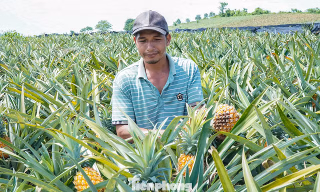 Buốt ruột nhìn ruộng dứa chín la liệt, không ai mua