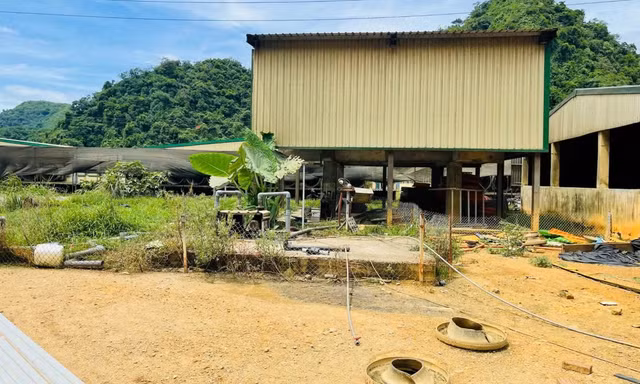 Cận cảnh trại lợn ở Thanh Hóa, nơi xảy ra vụ tai nạn khiến 5 người chết