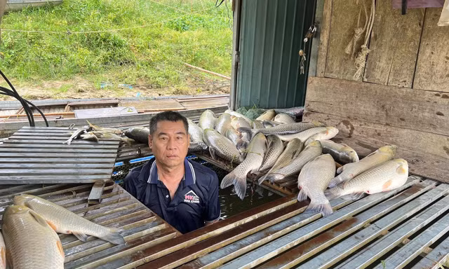 Sở Nông nghiệp Môi trường lên tiếng vụ cá chết nhiều trên sông Lam ở Nghệ An