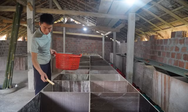 Xây dựng mô hình kinh tế giỏi từ nguồn vốn 5 triệu đồng