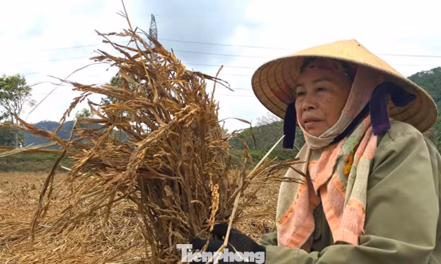 Nông dân bất lực nhìn cánh đồng lúa sắp chín thối rữa sau mưa lũ