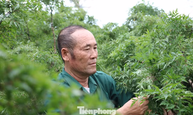 Cựu binh thoát nghèo từ cây đinh lăng, trở thành 'người có công tiêu biểu khắc phục khó khăn'