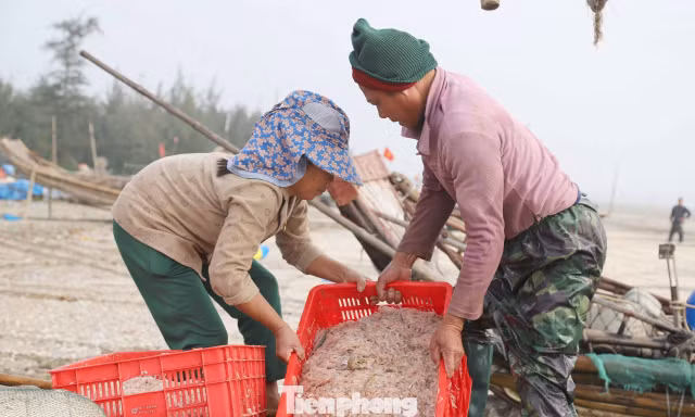 Ngư dân rẽ sóng săn con bé tí teo, bỏ túi tiền triệu mỗi ngày