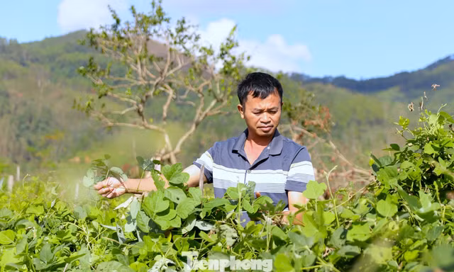 Cây trồng '3 lợi ích' giúp nông dân thoát nghèo