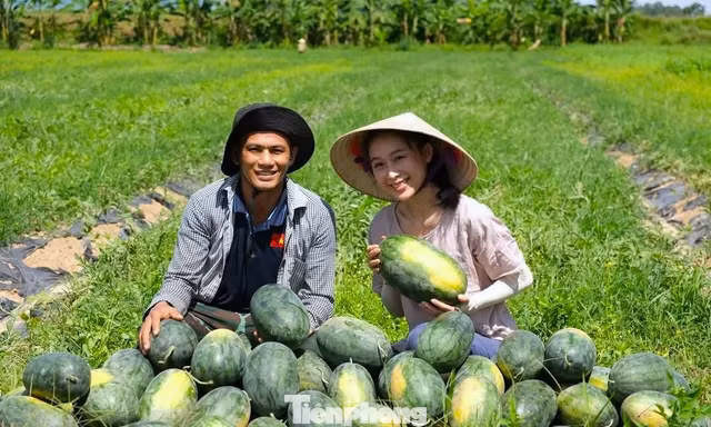 Khởi nghiệp trồng giống dưa lạ, livestream giữa ruộng 'chốt đơn mỏi tay'