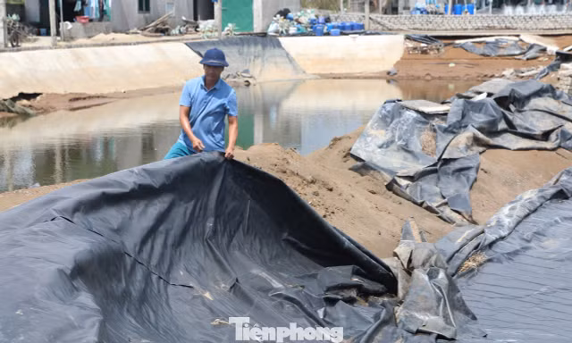 Bão chồng bão, người nuôi tôm ở Nghệ An trắng tay