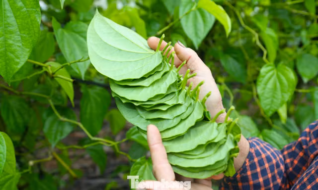 Về nơi 'đếm lá tính tiền' ở Nghệ An dịp áp Tết