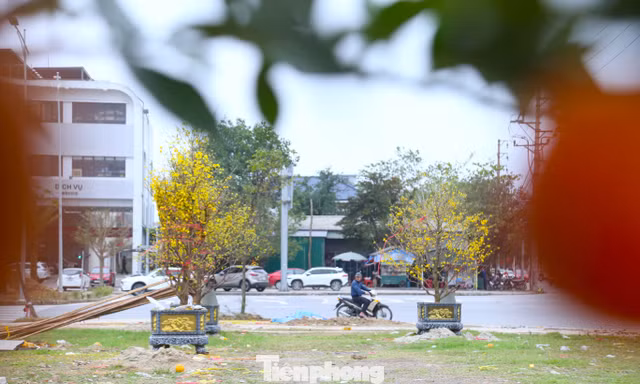 Đào, mai ế ẩm nằm dài bên đường sau Tết