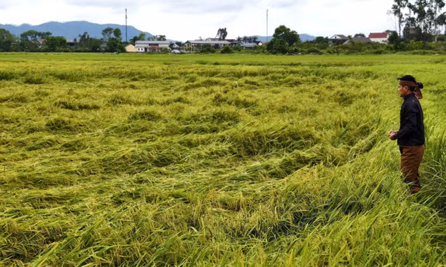  Mưa dông dồn dập làm lúa chín đổ rạp, nông dân lo mất trắng