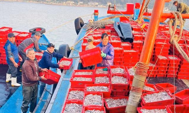 Trúng đậm 16 tấn cá cơm sau một ngày vươn khơi, ngư dân thu về hơn 200 triệu đồng