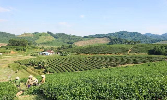 Nghệ An phát triển nông nghiệp công nghệ cao trên hành lang kinh tế đường Hồ Chí Minh