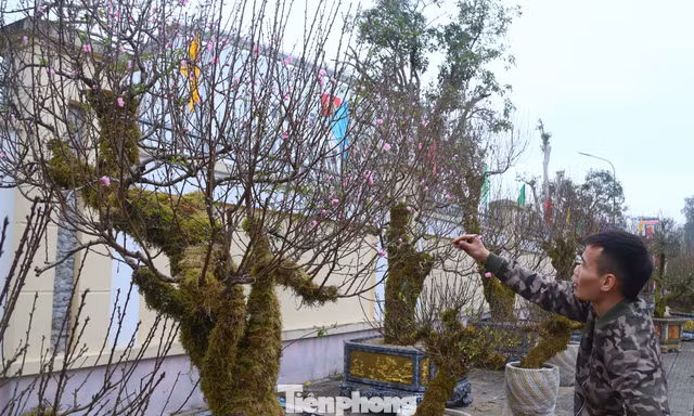Đào dáng độc lạ, rêu phủ xanh thân 'xuống phố'