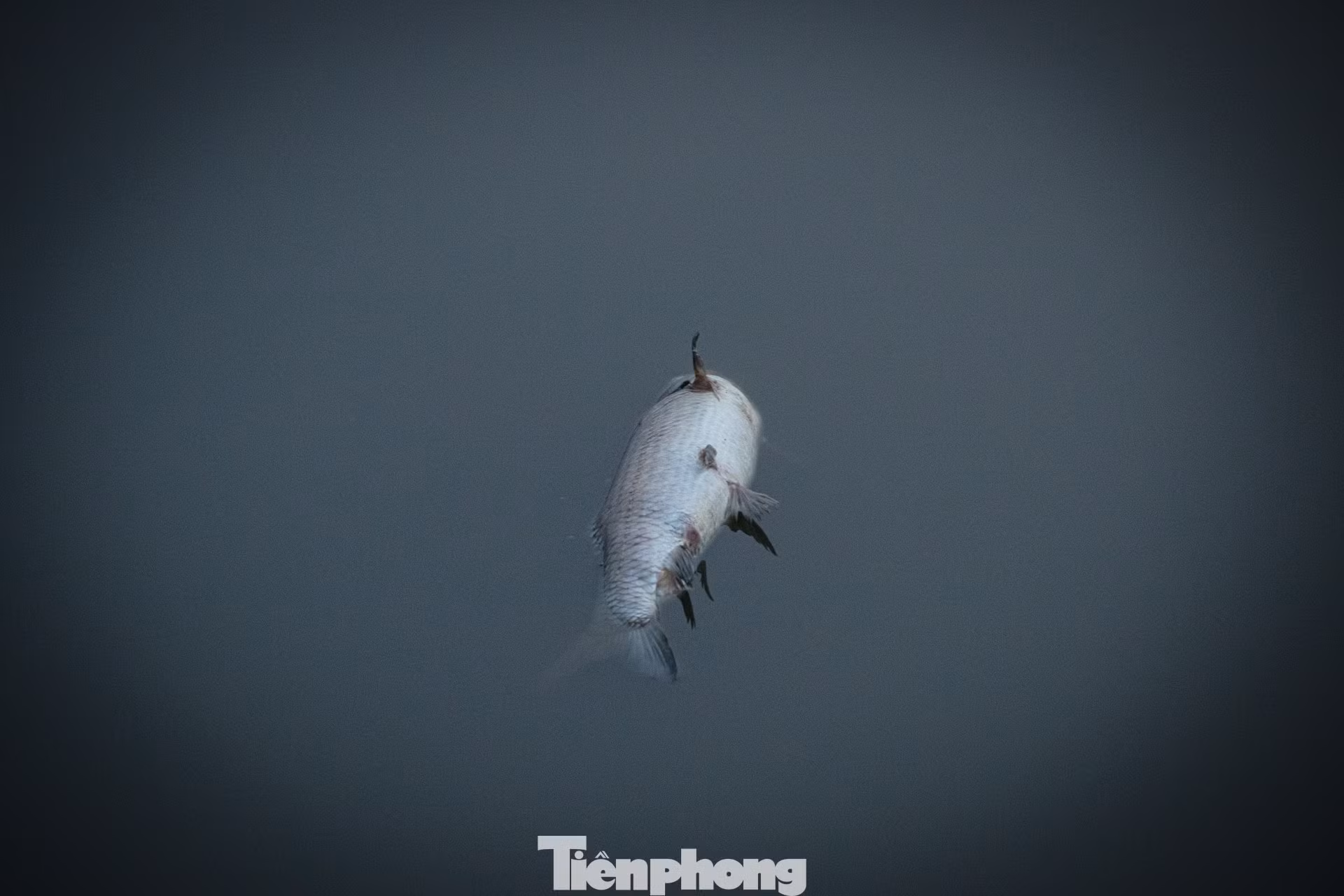 tp-hotay-18.jpg