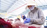 Mưu sinh bằng nghề đan lưới cá ở Đà Nẵng