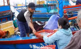 'Đột nhập' chợ mực Cửa Lở lúc rạng sáng