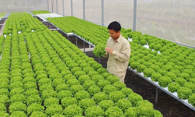 Hà Nội: Khuyến khích tập trung đất đai phát triển sản xuất quy mô lớn