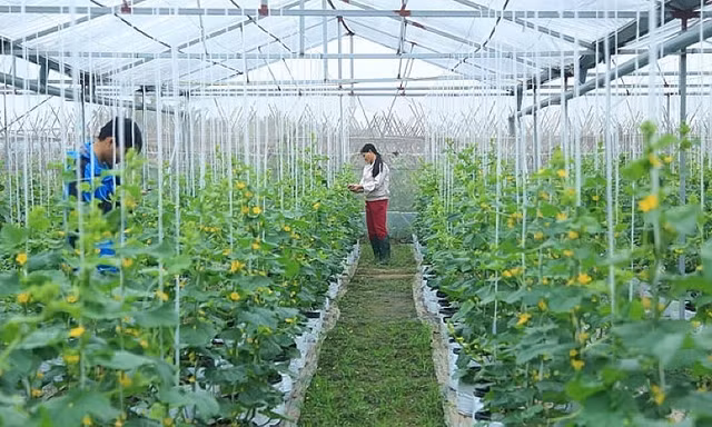 Hà Nội: UBND cấp xã được cấp phép xây dựng trên đất nông nghiệp 