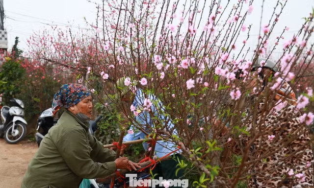 Hà Nội: Chợ hoa vắng khách, người trồng đào ngóng thời tiết đẹp để 'đẩy' hàng
