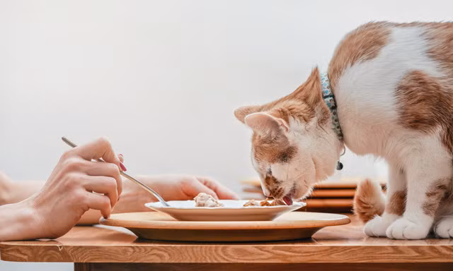 Tranh cãi nghiên cứu sinh ăn đồ cho mèo để tiết kiệm chi phí du học