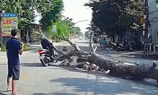Người đàn ông đi đường bị cây gỗ đè tử vong