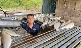 Truy tìm nguyên nhân vụ cá chết hàng loạt trên sông Lam