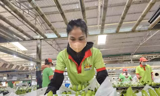 Nghịch lý tiêu chuẩn kép nông sản Việt - kỳ 4: Thị trường nội địa 'dễ dãi' với hàng kém chất lượng?