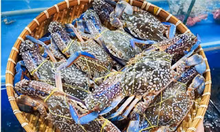 Mỹ ngừng nhập ghẹ từ Philippines, ghẹ Việt đón cơ hội