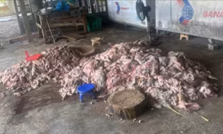 Phát hiện thịt lợn bốc mùi hôi thối sắp 'tuồn' ra thị trường 