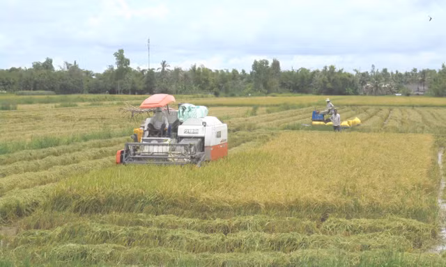 Cà Mau chuyển hồ sơ vụ doanh nghiệp nợ tiền mua lúa của nông dân sang công an 