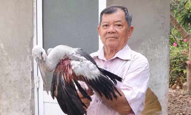 Tiếng kêu cứu từ khu vườn: Lão nông bất lực nhìn đàn chim quý thưa dần vì nạn săn bắn
