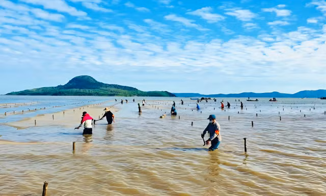 Quảng Ninh chấn chỉnh tình trạng nuôi trồng thủy sản 