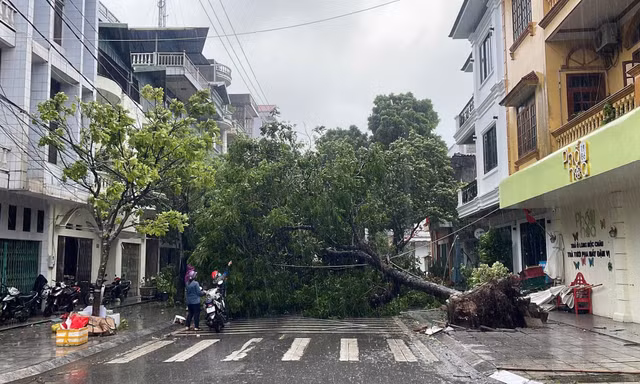 Móng Cái gió giật cấp 11, cây bật gốc, nhà tốc mái