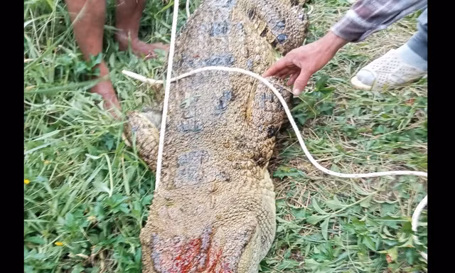 Bắt được cá sấu nặng 80kg tấn công người câu cá ở Khánh Hòa