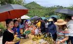 Trải nghiệm, thưởng thức hạt dẻ Quảng Lạc, tỉnh Lạng Sơn.