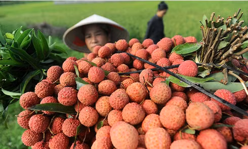 Có thị trường, nhưng con đường xuất ngoại của quả vải còn khá gian nan. Ảnh: Giang Huy