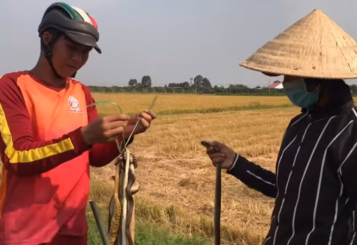 Doanh nghiệp tạm nghỉ vì dịch, công nhân đua nhau ra đồng bắt chuột 
