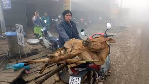 Con bò của hộ anh Lù A Khua (bản Tà Xùa C) vừa được Nhà nước hỗ trợ tháng 11.2017. Anh Khua mong muốn sẽ có cơ hội đổi đời từ con bò nhưng đến nay bò đã chết rét...ảnh: Kiều Thiện