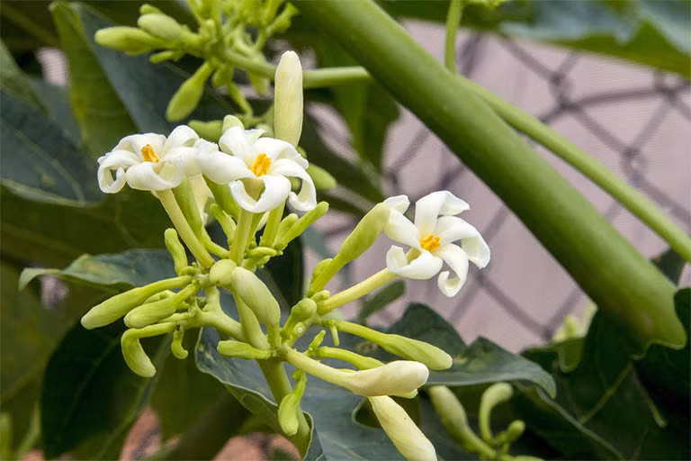 Hoa đu đủ đực là dược liệu quý, tốt cho phổi, giúp trị ho hiệu quả. Ảnh: Flower Drops