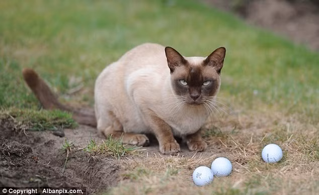 Mèo Merlin bên những quả bóng golf ưa thích. (Nguồn: Dailymail.co.uk)